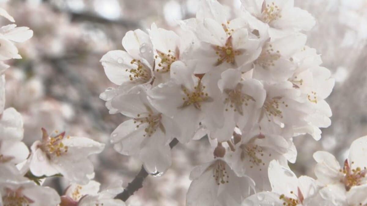 img_a8378e7a42f401c16677adc2d3