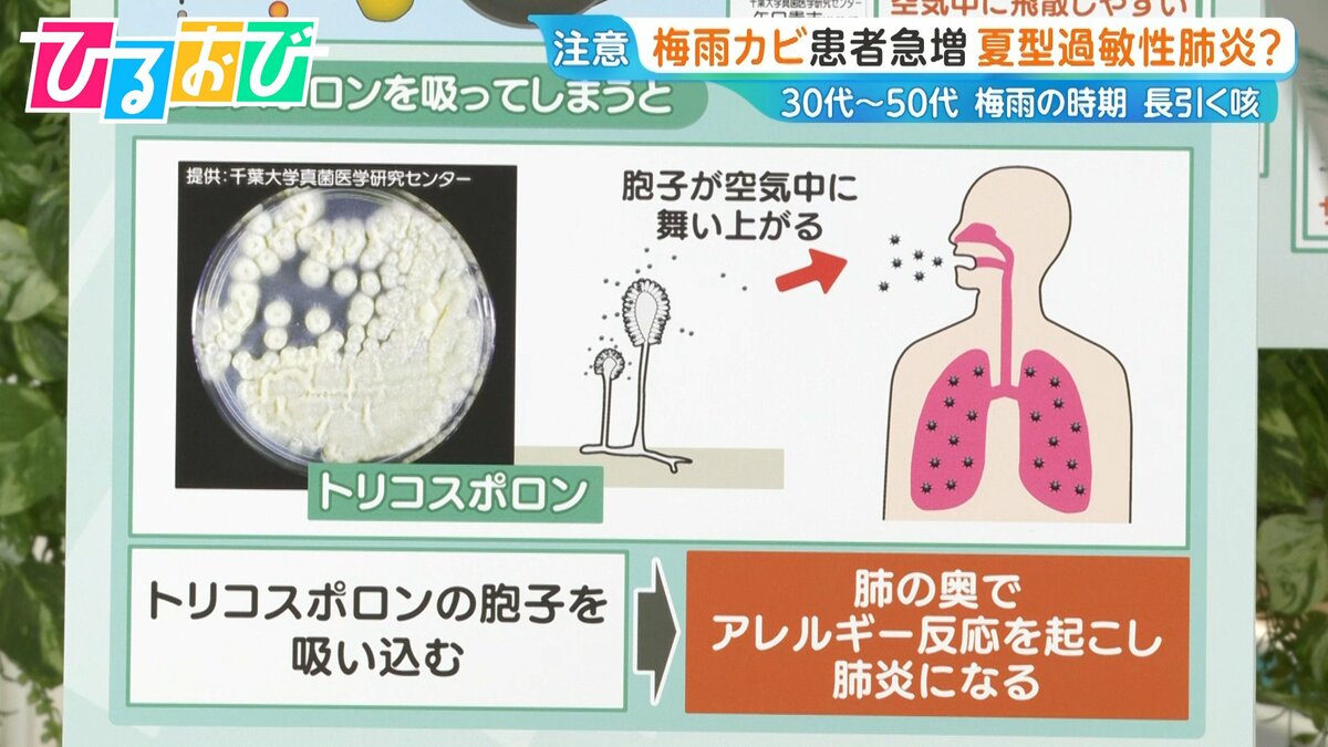 カビ 肺炎 症状