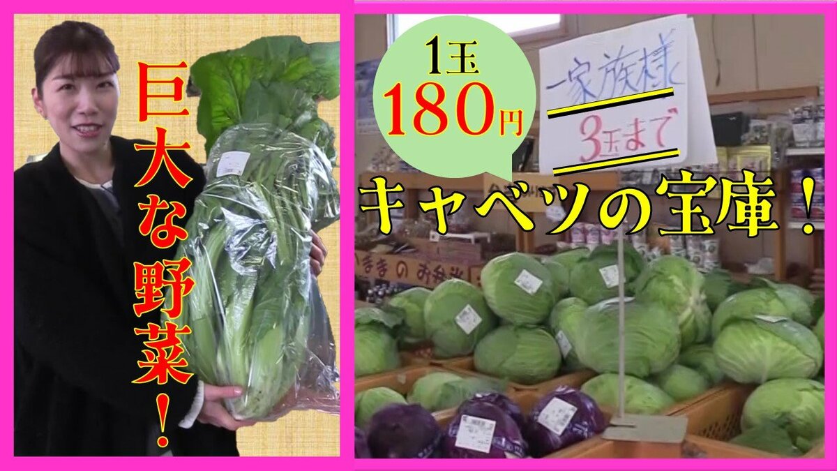 高値のキャベツが1玉180円!?「上半身ぐらいある」巨大野菜!?青森・三沢