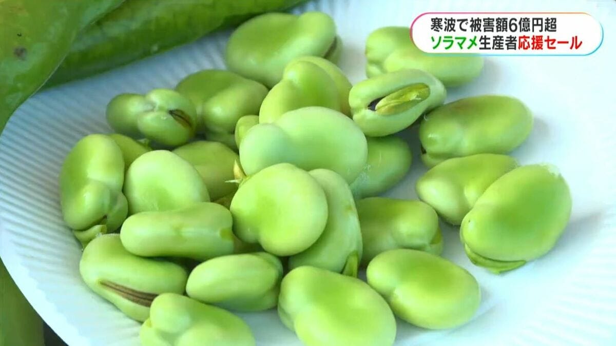 寒波でソラマメなど豆類6億円超被害も 販売会で生産者応援 | 鹿児島の