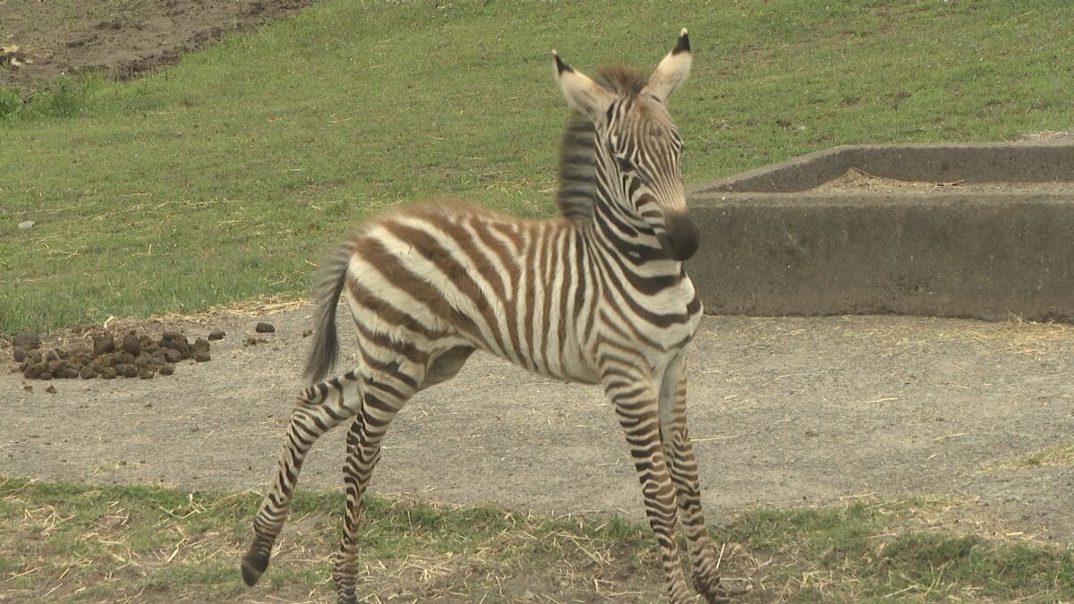 秋吉台サファリランドで赤ちゃん動物が続々誕生
