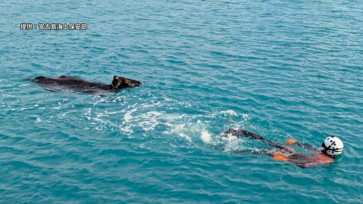 港の岸壁の下から動物が呼吸するような音、確認すると…泳ぐ牛を発見　海保の潜水士が救助