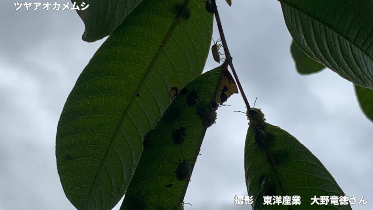 【カメムシが鈴なり】今年はカメムシの「当たり年」？越冬させないコツは？【害虫駆除の専門家が語る】