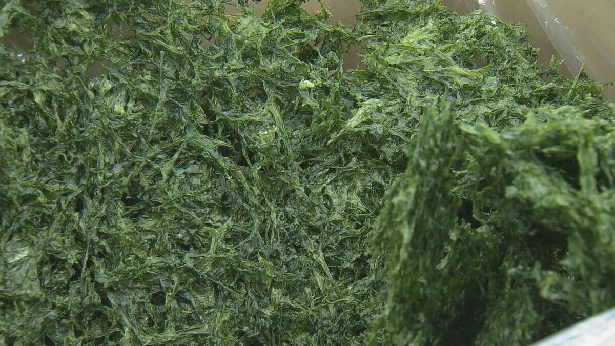 “生産量全国一”三重県産アオサノリ最高価格は1万2000円 猛暑で初市は2週間遅れ…でも黒潮大蛇行終息で｢非常に香り高い｣