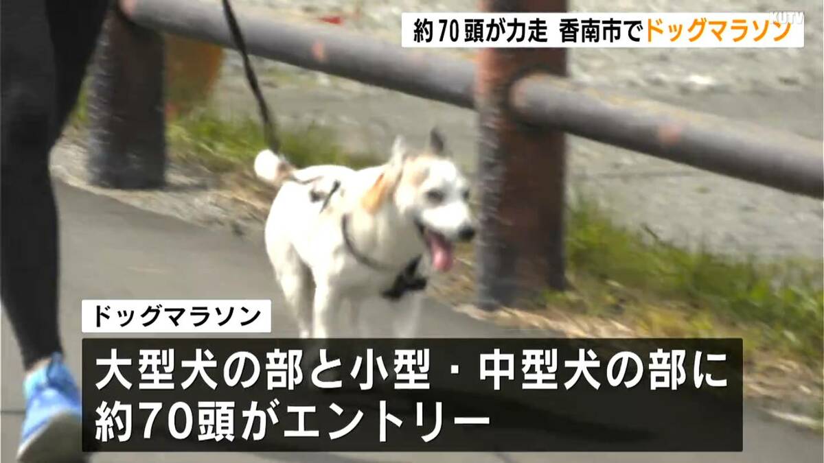 小型犬から大型犬まで約７０頭が出走！愛犬とともに走る「ドッグマラソン」高知初開催