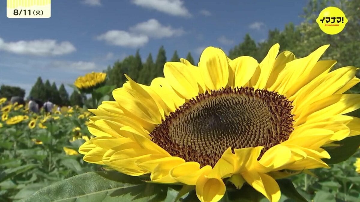 夏の青空と黄色い花 農園に咲くヒマワリが見ごろ 広島県世羅町（広島