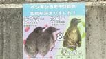 徳山動物園のペンギン　ヒナの名前決定「まっちゃ」「デイジー」「ポピー」　山口・周南|TBS NEWS DIG