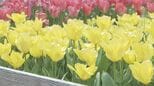 1万5000本のチューリップ見ごろ　山口・周南　|　山口のニュース・天気・防災｜tys NEWS｜ｔｙｓテレビ山口