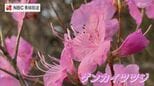 日本最大規模のゲンカイツツジ　長崎県対馬|TBS NEWS DIG