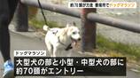 小型犬から大型犬まで約７０頭が出走！愛犬とともに走る「ドッグマラソン」高知初開催　|　高知のニュース・天気｜KUTV NEWS | KUTVテレビ高知