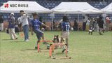 犬も参加者も大興奮！長崎市ピーススタジアムで初開催のドッグラン|TBS NEWS DIG