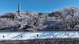 ソメイヨシノやシダレザクラ 約150本の桜が満開 見頃は今週末まで 山梨・舞鶴城公園 | 山梨のニュース | UTYテレビ山梨