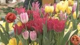「大変なことになっとる」春を呼ぶチューリップが“高嶺の花”に？球根価格が3年で2倍以上に…円安直撃で生産者の模索続く　富山・砺波市|TBS NEWS DIG