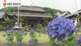 日本古来の山紫陽花など120種のアジサイが咲き誇る 唐寺・興福寺【長崎】 | 長崎のニュース | 天気 | NBC長崎放送