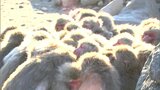 あまりの寒さに70匹ほどがじっと身を寄せ合う「サルだんご」出現 真ん中はボスの指定席 春よ来い【香川】|TBS NEWS DIG