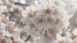 「素敵な桜でずっと長く続けばと思う」“日本三大桜” 樹齢2000年の山高神代桜が満開 山梨・北杜市 | 山梨のニュース | UTYテレビ山梨
