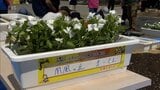 「宮崎国スポ・障スポ」を花で彩ろう 日南市で「花いっぱい運動」始まる | MRTニュース | MRT宮崎放送