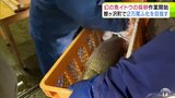 “幻の魚”イトウ　2万尾のふ化を目指して「採卵作業」　採卵しても死なない魚で「魚体を触るときは丁寧に…」　青森県鰺ヶ沢町|TBS NEWS DIG
