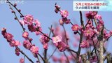 「春遠いな」から一気に5月上旬並みの暖かさ ウメ開花も 富山 | 富山のニュース|天気・防災|チューリップテレビ