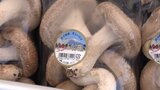 ピーマンにシイタケ、県オリジナル品種のリンゴも 気仙地方の野菜・果物をPR 岩手・陸前高田市|TBS NEWS DIG