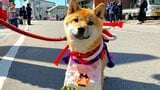 “尊富士ジュニア”コテツちゃんも歓喜! 尊富士『凱旋パレード』満員御礼! 化粧まわしを付けた『豆柴』の登場に沿道の人たちも「まるでリハーサルだ」だと大盛り上がり | 青森のニュース│ATV NEWS│青森テレビ