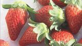 クリスマスを前にイチゴの収穫がピーク　すっきりとした甘みが特徴の“章姫”　従業員総出で摘み取り作業　|　名古屋・愛知・岐阜・三重のニュース【CBC news】 | CBC web