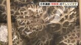 若手が県内６連覇！『熊本県乾しいたけ品評会』全国大会へ|TBS NEWS DIG