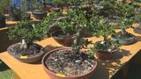 「秋の大植木市」沖縄市で27日まで|TBS NEWS DIG
