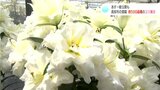 およそ500品種!色も種類も様々な6月のゆりの展示会 4年ぶりに一般公開も | 高知のニュース・天気|KUTV NEWS | KUTVテレビ高知