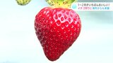 １月から２月がいちばんおいしい！西島園芸団地でいちご狩りスタート　海外からも来園（高知）|TBS NEWS DIG