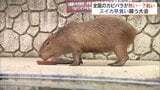 全国のカピバラが熱い戦い!スイカ早食い「カピリンピック」開催 福島 | 福島のニュース│TUF
