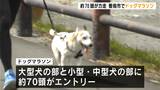 小型犬から大型犬まで約７０頭が出走！愛犬とともに走る「ドッグマラソン」高知初開催　|　高知のニュース・天気｜KUTV NEWS | KUTVテレビ高知