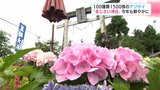 100種類1500株のアジサイ “あじさい神社”2025年も鮮やかに【高知】 | 高知のニュース・天気|KUTV NEWS | KUTVテレビ高知