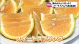 温州みかんとはっさくをかけ合わせた「スイートスプリング」 宮崎市中央卸売市場で初競り 最高値は1箱5キロ3500円と過去最高|TBS NEWS DIG