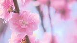「最高ですね」花やしき公園でハナモモ満開　県内4地点で夏日に　福島|TBS NEWS DIG