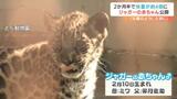 “最強の動物のかわいい姿” とべ動物園でジャガーの赤ちゃんすくすく成長中 | 愛媛のニュース - Nスタえひめ|あいテレビは6チャンネル