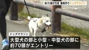 小型犬から大型犬まで約７０頭が出走！愛犬とともに走る「ドッグマラソン」高知初開催　|　高知のニュース・天気｜KUTV NEWS | KUTVテレビ高知