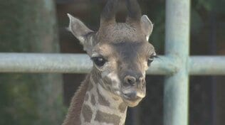 マサイキリンの赤ちゃん誕生!お母さんとべったり仲良し、真似して枝を食べようと・・・名前は「夏」が付く5候補から投票受付中 熊本市動植物園 | 熊本のニュース|RKK NEWS|RKK熊本放送