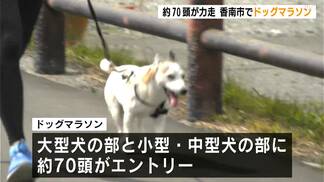 小型犬から大型犬まで約７０頭が出走！愛犬とともに走る「ドッグマラソン」高知初開催　|　高知のニュース・天気｜KUTV NEWS | KUTVテレビ高知