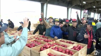 リンゴの主力品種の競りが活発化 2024年に続き高値傾向で取り引きも