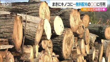 桃伐採木 薪用にいかがでしょうか 2024年】伐採木で薪割りと薪結束 - YouTube