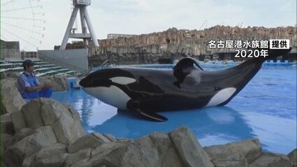 国内唯一のオスのシャチ「アース」死ぬ 名古屋市の広沢市長「悲しい