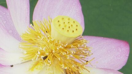金性寺で「知里の曙」など4種類のハスの花が咲き始める 熊本・上天草