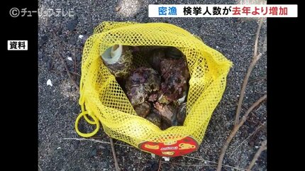 サザエ、カキ密漁…件数減って人数増えた！県外からわざわざ密漁に