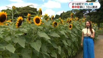高さ2mに成長…ひまわり満開 涼しげな滝に「癒される」 35度超、熱中症