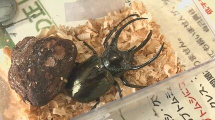 触っていいの？」世界の珍しい昆虫大集合 「ヘラクレスオオカブト