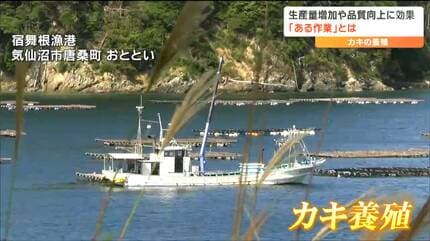 養殖カキを70度のお湯につける『温湯処理』漁師が経験的に行ってきた  