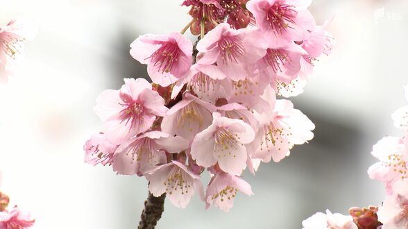 【静岡6区】選挙区の争点を深堀り「伊豆半島の観光振興」どう進める？3候補の主張は…【衆院選2026】　|　静岡のニュース | SBSNEWS | 静岡放送