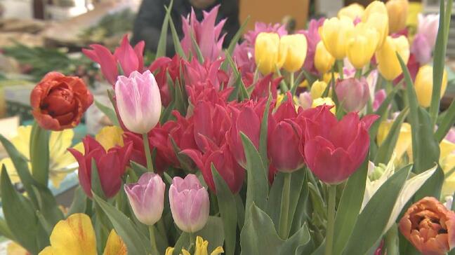 「大変なことになっとる」春を呼ぶチューリップが“高嶺の花”に?球根価格が3年で2倍以上に…円安直撃で生産者の模索続く 富山・砺波市|TBS NEWS DIG
