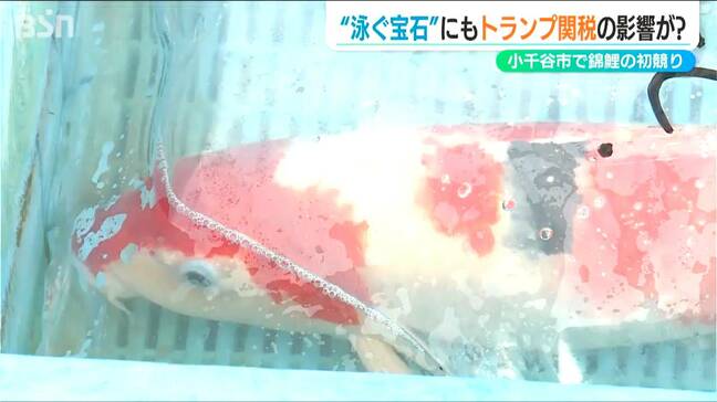 「泳ぐ宝石」にも気がかりな『トランプ関税』　対米輸出の急伸した“平和のシンボル”錦鯉 初競り始まる　新潟県小千谷市|TBS NEWS DIG